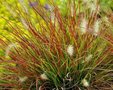 Pennisetum alop. 'Burgundy Bunny', P9 Lampepoetsergras 20cm