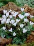 Cyclamen hederifolium 'Album', Alpenviooltje