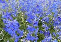 Delphinium belladonna 'Volkerfrieden', Ridderspoor