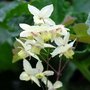 Epimedium versicolor 'Neosulphureum', Elfenbloem