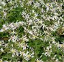 Aster divaricatus 'Eastern Star', Aster