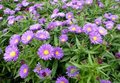 Aster 'Samoa'