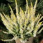 Calluna vulgaris 'Sandy', ® Dopheide