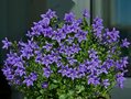 Campanula poscharskyana 'Stella', Klokjesbloem