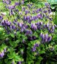 Campanula 'Sarastro', Klokjesbloem