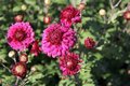 Chrysanthemum 'Feuerzauber', Margriet