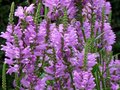 Physostegia virginiana 'Vivid', Scharnierplant