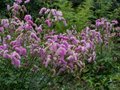 Sanguisorba 'Pink Brushes', Pimpernel