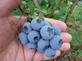 Vaccinium cor. 'Goldtraube 71', 30-40 3L, Blauwe bes