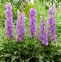 Delphinium delgenius 'Breezin' ®, Ridderspoor