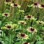 Echinacea pur. 'Green Twister', ® Zonnehoed