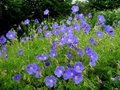 Geranium 'Orion', Ooievaarsbek