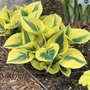 Hosta 'Shadowland Autumn Frost', ® hartlelie