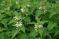 Lamium 'Album', Dovenetel