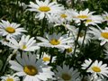 Leucanthemum 'Silberprinzesschen', Margriet