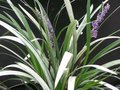 Liriope muscari 'Okina', Liriope