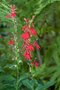 Lobelia cardinalis, Lobelia