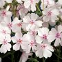 Phlox subulata 'Amazing Grace', Vlambloem