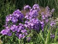 Phlox paniculata 'Blue Paradise', Vlambloem