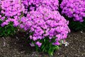 Phlox hybride 'Forever Pink' Ⓡ , Vlambloem