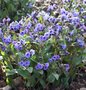 Pulmonaria 'Blue Ensign', Longkruid