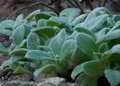 Stachys byzantina 'Silky Fleece', Ezelsoren