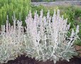 Stachys byzantina 'Coton Ball', Ezelsoren