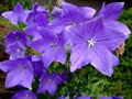 Platycodon grandiflorus 'Fuji Blue' , Ballonplant