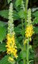 Agrimonia eupatoria