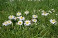 Bellis perennis, Madeliefje