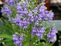 Scutellaria incana