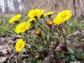 Tussilago farfara, Klein hoefblad