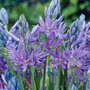 Camassia quamash, Prairielelie