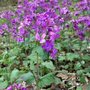 Lunaria annua