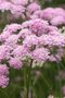 Pimpinella major 'Rosea', Grote Bevernel