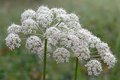 Pimpinella saxifraga, Bevernel