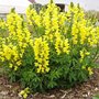 Thermopsis chinensis