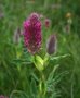 Trifolium rubens