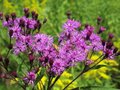 Vernonia noveboracensis