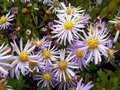 Aster ageratoides 'Asran'