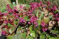 Bergenia cordifolia 'Eroica', schoenlappersplant