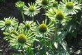 Echinacea pur. 'Green Jewel', ® Zonnehoed