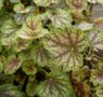 Heuchera 'Beauty Color', Purperklokje