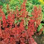 Heuchera 'Cherry Cola', ® Purperklokje