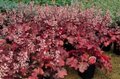 Heuchera 'Fire Chief', ® Purperklokje