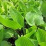 Hosta 'Purple Heart', ® hartlelie