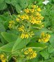 Lysimachia vulgaris, penningkruid