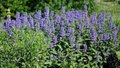 Nepeta racemosa 'Grog', kattekruid