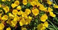 Oenothera fruticosa 'Sonnenwende', Teunisbloem