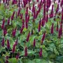 Persicaria amplexicaulis 'Blackfield' P9 (=Polygonum),Duizendknoop